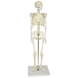Walter Products Half-Size Human Skeleton Model - 3 Parts