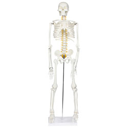 Modèle De Squelette Humain Demi-Grandeur De Walter Products Avec Étiquetage Des Nerfs
