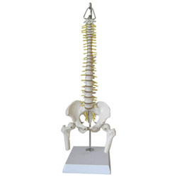 Modèle De Colonne Vertébrale Flexible Miniature De Walter Products