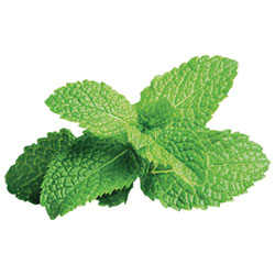 Click & Grow Peppermint Seed Capsule Refill - 3 Pack