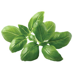 Click & Grow Basil Seed Capsule Refill - 3 Pack