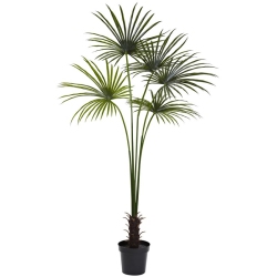 NEARLY NATURAL Indoor/outdoor 84" Fan Palm Tree Uv Resistant In Green/black