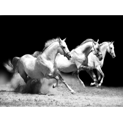 LADOLE RUGS Canvas Wall Art Black And Three Running Horse On The Field -30X40 Cm Abstract Painting Pictures Print for Home Decoration In White