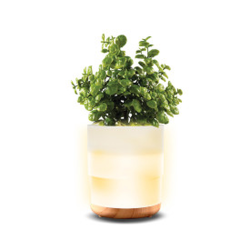 LOMI Plant Aroma Diffuser