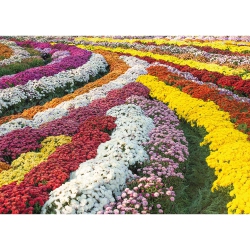 PRESTIGE Pz1000 Chrysanthemum Garden