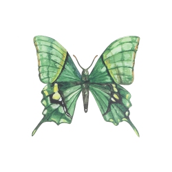 MAISON CONCEPTS Metal Butterfly Wall Decor In Green