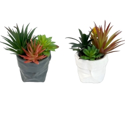 MAISON CONCEPTS Artificial Succulents In Ceramic Pouch Asstd - Set Of 2