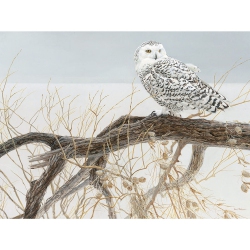 COBBLE HILL - Fallen Willow - Snowy Owl (500-Piece Puzzle) (New Version)
