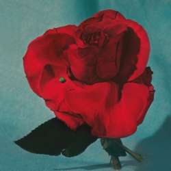 DINE ALONE MUSIC INC Metz - Up On Gravity Hill - Half & Half Black Colo Vinyl [Import] - (Colo Vinyl, Black, Canada - Import) - [Vinyl] In Red