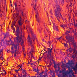 ACEPHALE Korallreven - As Young As Yesterday (Vinyl) [Import] - (Canada - Import) - [Vinyl]