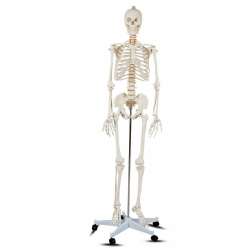 COSTWAY 70.8" Life Size Skeleton Model, \w Roller Stand, 2 Casters \w Brake, Removable Parts, Anatomical Poster And Dust Cover, Human Skeleton Model