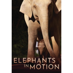 DREAMSCAPE MEDIA Elephants In Motion