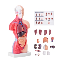 VEVOR 15 Parts 11 Inch Human Body Model, Human Torso Anatomy Model Anatomical Skeleton Model \w Removable Organs, Educational Teaching Tool For