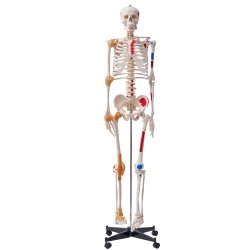 VEVOR 71.65" Human Skeleton Model for Anatomy, Accurate Pvc Anatomy Skeleton Model \w Ligaments, Movable Arms, Legs & Jaw, \w Muscle Origin &