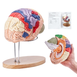 VEVOR 2X Human Brain Model Anatomy, Life-Size 4-Part Human Brain Anatomical Model \w Labels & Display Base, Color-Coded Detachable Brain Model For