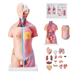 VEVOR 18 Inch Human Body Model, 23 Parts, Human Torso Anatomy Model Unisex Anatomical Skeleton Model \w Removable Organs, Educational Teaching Tool
