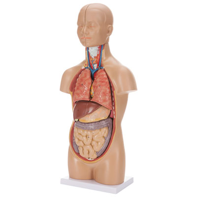 Image of Walter Products Sexless Human Torso Anatomy Model
