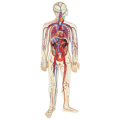 Image of Walter Products Human Circulatory System Model