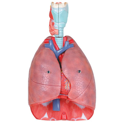 Image of Walter Products Human Respiratory System Model