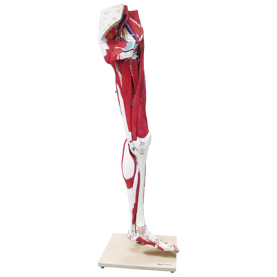 Image of Walter Products Muscles of Human Leg Model