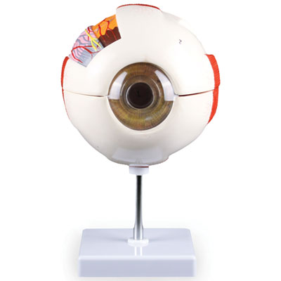 Image of Walter Products Eye Model