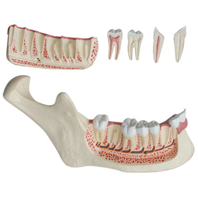Image of Walter Products Lower Jaw Model