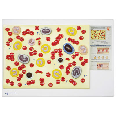 Image of Walter Products Blood Cell Model