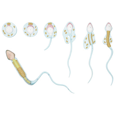 Image of Walter Products Spermatogenesis Model