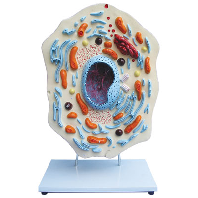 Image of Walter Products Animal Cell Model