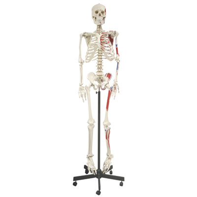 Image of Walter Products Full-Size Human Skeleton Model with Muscle