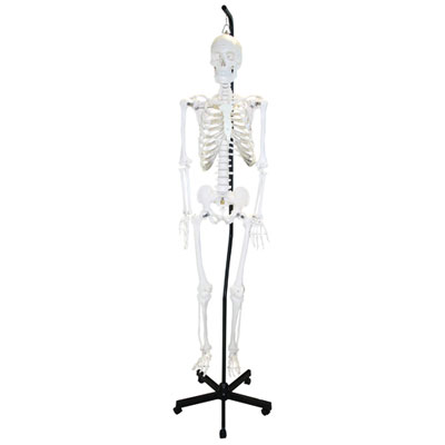 Image of Walter Products Full-Size Human Skeleton Model