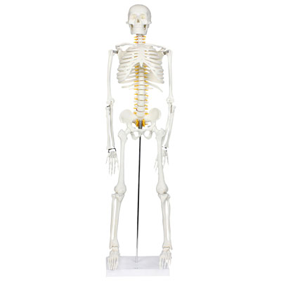 Walter Products Half-Size Human Skeleton Model with Nerves Labeled