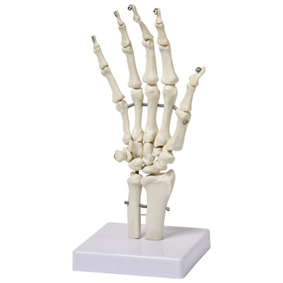 Image of Walter Products Hand Skeleton Model