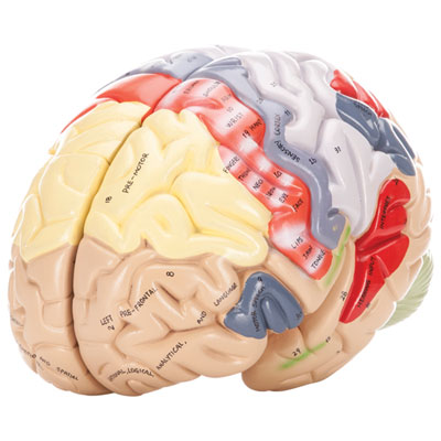 Modèle De Cerveau Humain Avec Code De Couleur De Walter Products