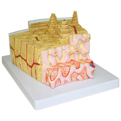 Image of Walter Products Bone Structure Model