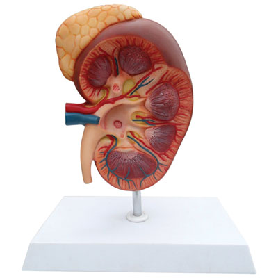Image of Walter Products Kidney Model with Adrenal Gland