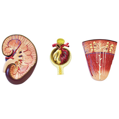 Modèle De Rein, Néphron Et Glomérule De Walter Products