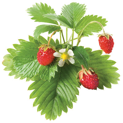 Image of Click & Grow Wild Strawberry Seed Capsule Refill - 3 Pack