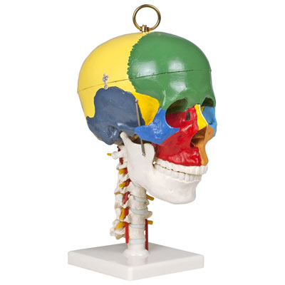 Image of Walter Products 31cm Human Skull Model