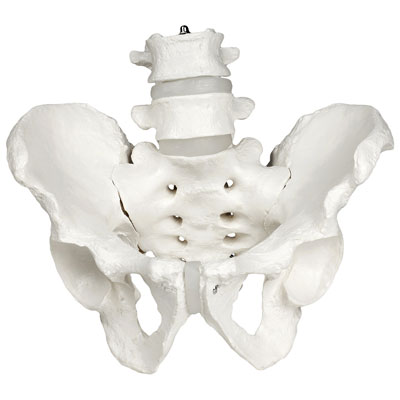 Image of Walter Products 25cm Male Pelvis Skeleton Model