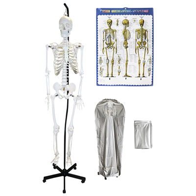 Image of Walter Products 168cm Hanging Human Skeleton Model