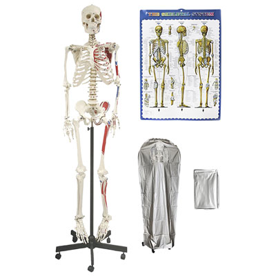 Walter Products 168cm Human Skeleton Model with Muscles
