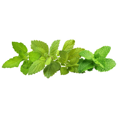Image of Click & Grow Tea Herb Mix Seed Capsule Refill: Peppermint, Lemon Balm, Holy Basil - 9 Pack