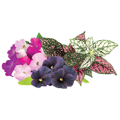Image of Click & Grow Aromatic Flowers Mix Seed Capsule Refill: Petunia, Black Pansy, Polka Dot - 9 Pack