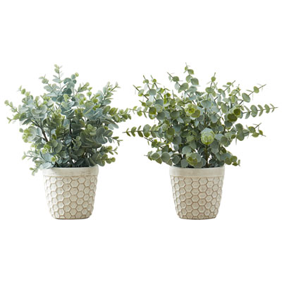 Decorative Grass Plants | Best Buy Canada