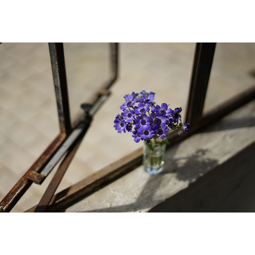 Objectif à focale fixe pour portraits OSS à monture E APS-C 50 mm f/1,8 de Sony