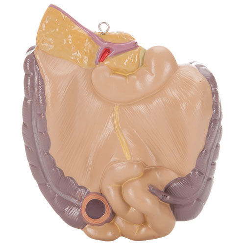 Walter Products Sexless Human Torso Anatomy Model