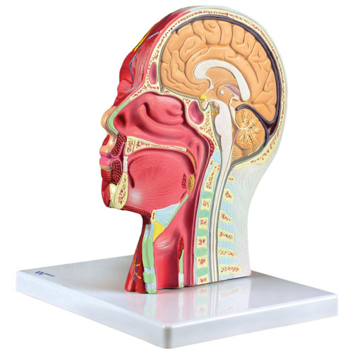 Modèle de demi-tête et de cou avec musculature de Walter Products