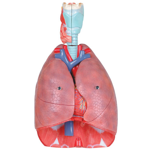 Walter Products Human Respiratory System Model