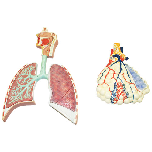 Walter Products Human Respiratory System Model with Magnified Alveolus